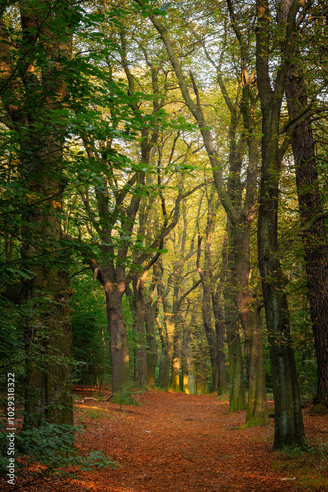 A forest path lit by the summer sun A forest path lit by the summer sun