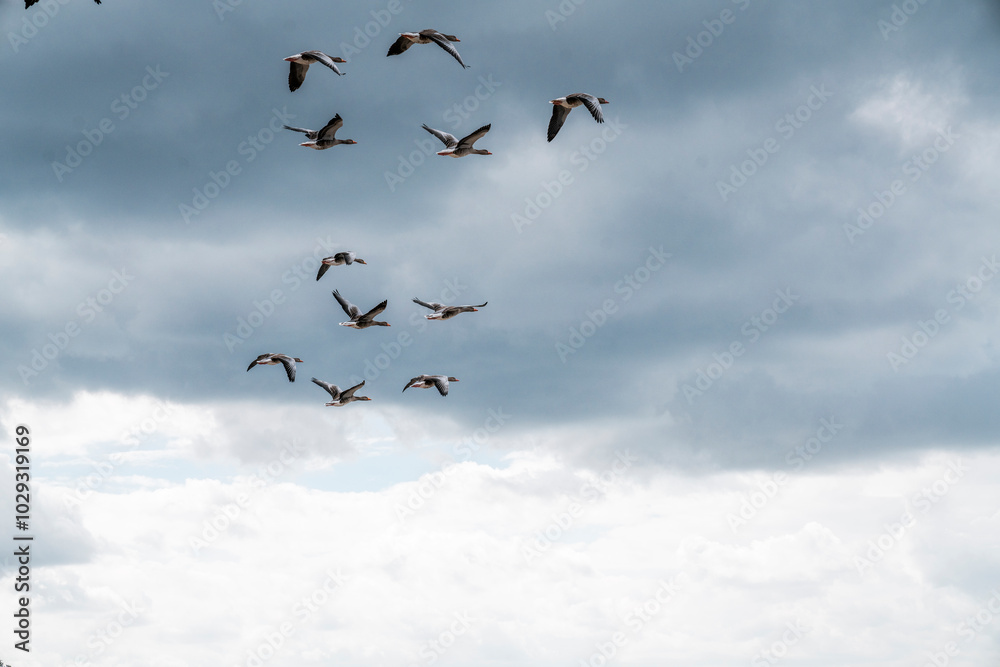 Obraz premium goose immigration migration group flock of birds
