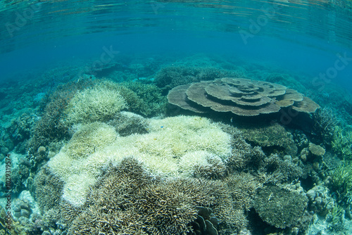 Fototapeta Naklejka Na Ścianę i Meble -  Reef-building corals have been eaten by a crown of thorns Seastar, Acanthaster planci, on a shallow reef near Flores, Indonesia. This part of the world harbors extraordinary marine biodiversity.