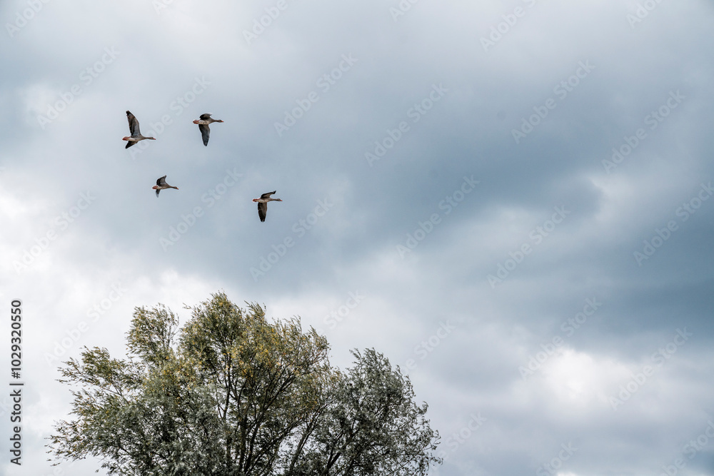 goose immigration migration group flock of birds goose immigration migration group flock of birds
