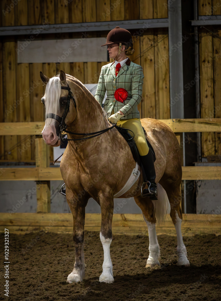 Girl riding her Section D palomino Welsh cob stallion in a indoor arena after winning her class Girl riding her Section D palomino Welsh cob stallion in a indoor arena after winning her class
