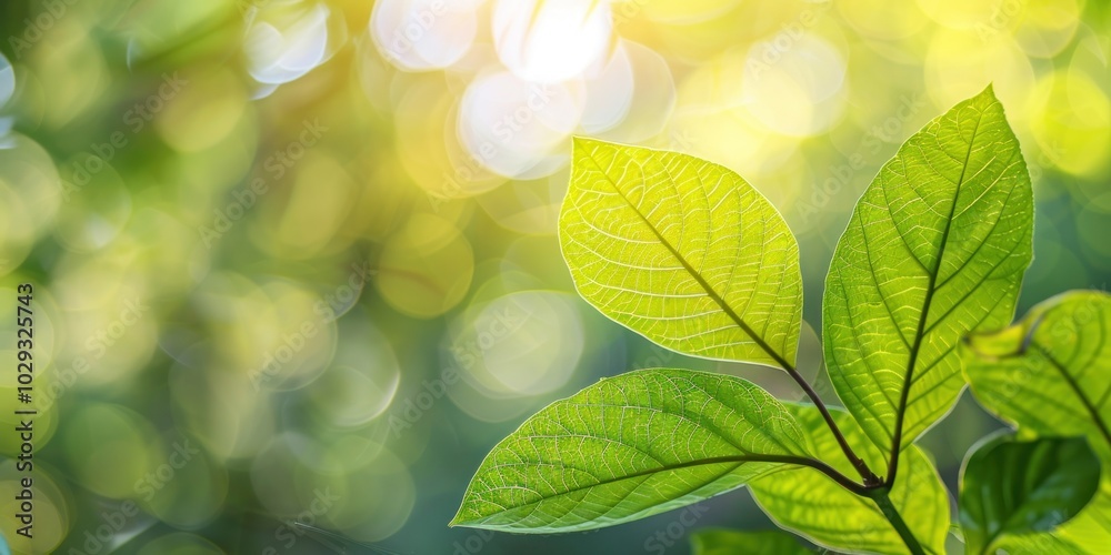 Close-up of green leaves with intricate veins illuminated by sunlight. Blurred natural background. Close-up of green leaves with intricate veins illuminated by sunlight. Blurred natural background.