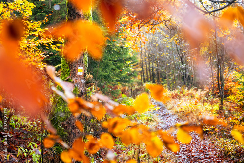 A vibrant autumn forest features a yellow tourist sign along a winding trail. Colorful leaves surround the path, creating a picturesque scene for hikers exploring the natural beauty. photo