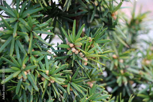 The evergreen columnar shrub of the middle yew (Taxus media) is used in landscaping photo