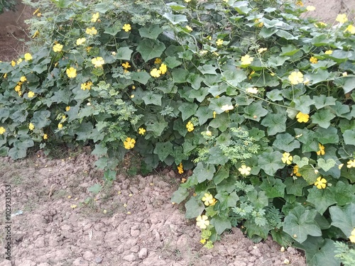 luffa cylindrica green field with flower or sponge gourd leaves with flower in the garden  photo