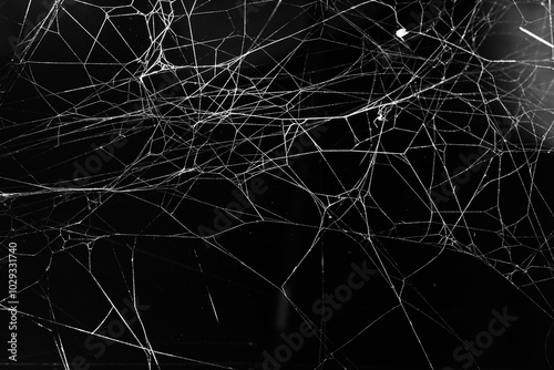 cobweb on a dark background