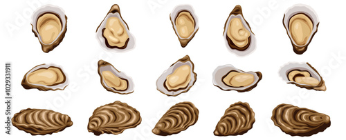 Oysters isolated on white background. Trendy healthy food. Oysters. Print. Banner, label, poster, sticker, logo, vector illustration.