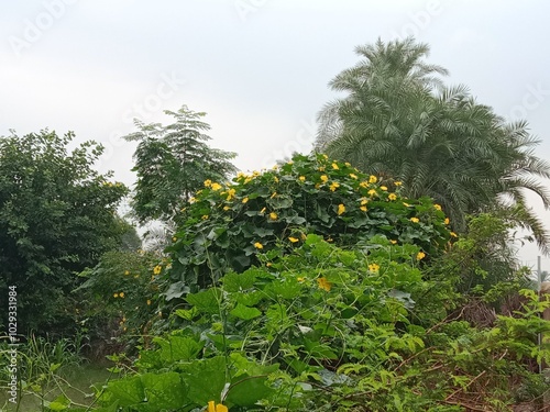 luffa cylindrica green field with flower or sponge gourd leaves with flower in the garden  photo