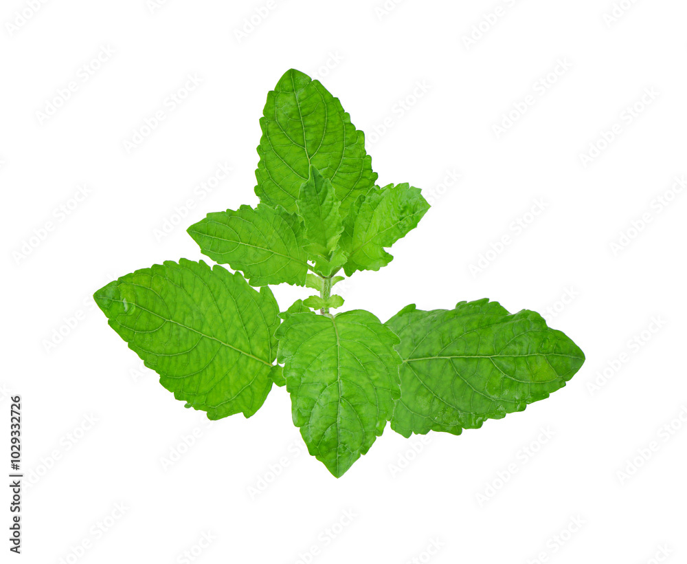 Green fresh lemon basil leaves isolated on white background with clipping path, Fresh thai garden herbs, Hoary basil, Hairy basil (Ocimum africanum) Green fresh lemon basil leaves isolated on white background with clipping path, Fresh thai garden herbs, Hoary basil, Hairy basil (Ocimum africanum)