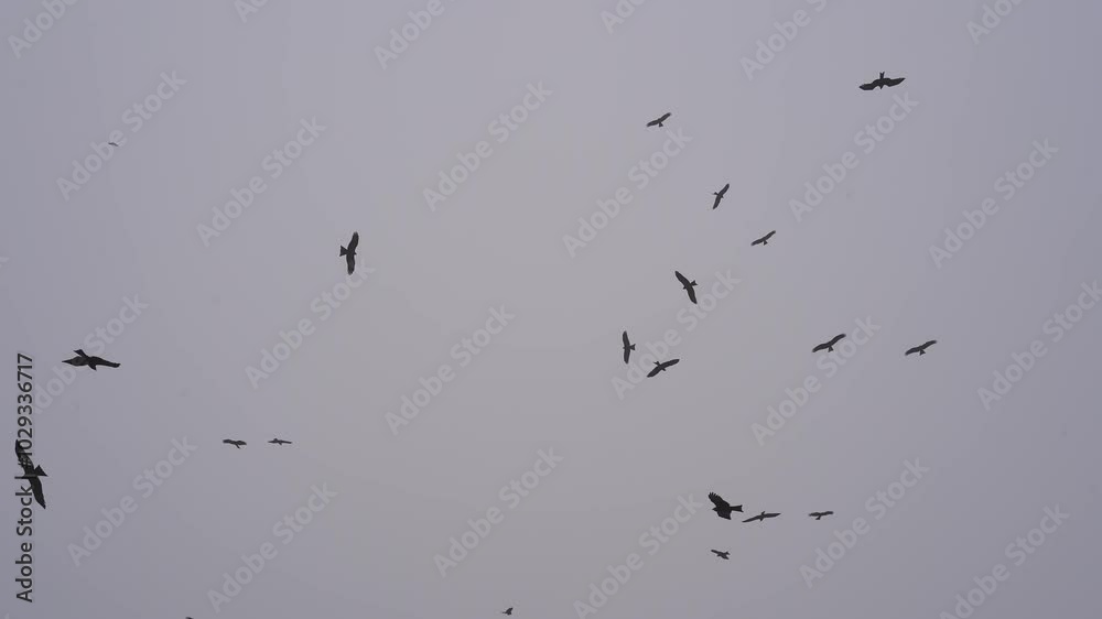 The kites are circling in the sky. Silhouettes of birds of prey in the sky under gray clouds. Smog and dust in the air of the city of Lahore, Pakistan.