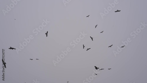 The kites are circling in the sky. Silhouettes of birds of prey in the sky under gray clouds. Smog and dust in the air of the city of Lahore, Pakistan.