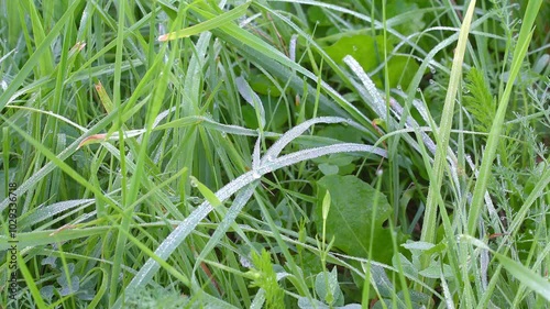 Dew on the green grass on a windless morning. Close-up of the grass covered with numerous silver droplets.