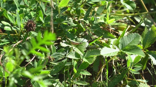 The green locust moving its tail and its body, as it breathes when sits on a green strawberry leaf among wild herbs. The insect has large brown eyes, yellow-orange legs and short antennae. 