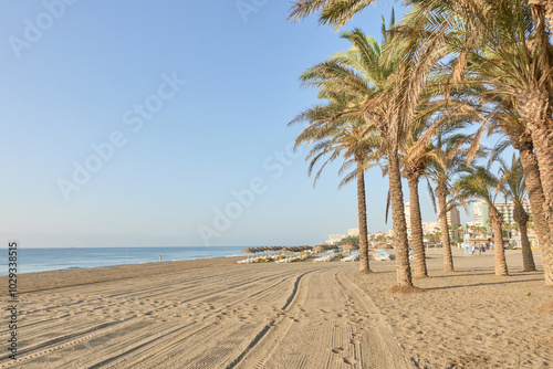 Palm trees on the wide sandy shore beach of Los Alamos in Torremolinos, Malaga, Andalusia, Spain