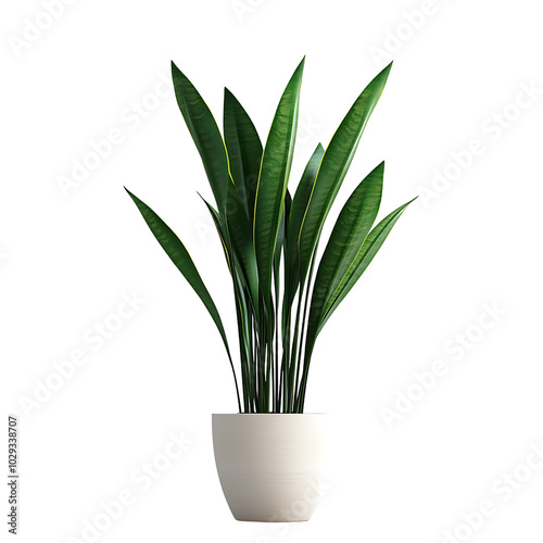 A potted snake plant with tall, upright leaves isolated on transparent background (4)