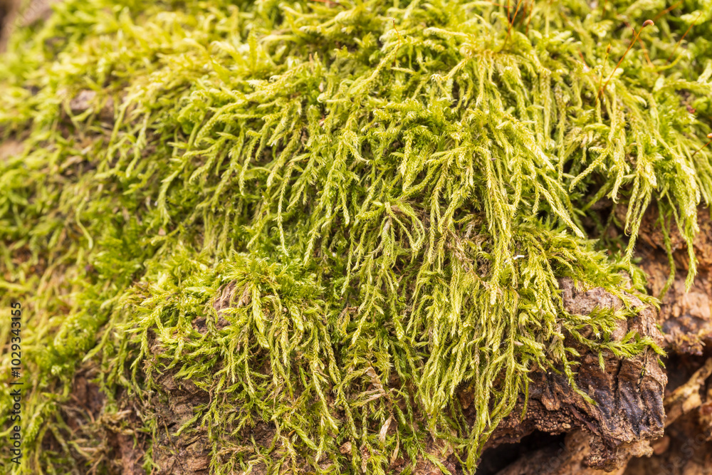 A tree stump in the forest is covered with green moss A tree stump in the forest is covered with green moss