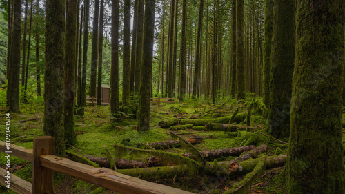 Brilliant green ground cover in Canadian rain forest.