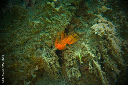 Polychaeta Smooth tubeworm or red-spotted horseshoe (Protula tubularia) undersea, Aegean Sea, Greece, Halkidiki, Pirgos beach photo