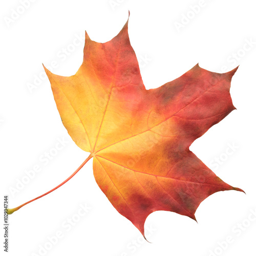 A leaf of a maple tree is shown in full color. The leaf is red and has a slightly brownish tint. The leaf is positioned on a white background, which makes the leaf stand out and appear more vibrant