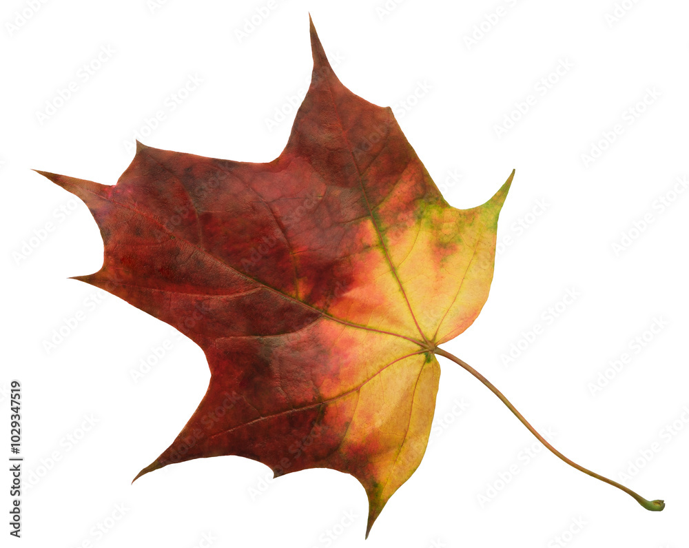 A leaf of a maple tree is shown in full color. The leaf is red and has a slightly brownish tint. The leaf is positioned on a white background, which makes the leaf stand out and appear more vibrant A leaf of a maple tree is shown in full color. The leaf is red and has a slightly brownish tint. The leaf is positioned on a white background, which makes the leaf stand out and appear more vibrant