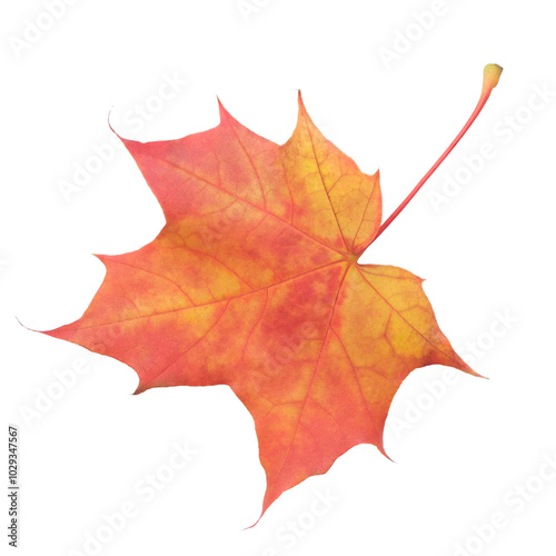 A leaf of a maple tree is shown in full color. The leaf is red and has a slightly brownish tint. The leaf is positioned on a white background, which makes the leaf stand out and appear more vibrant