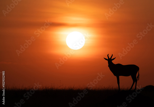 Silhouette of Topi and dramatic sunrise at Masai Mara, Kenya photo