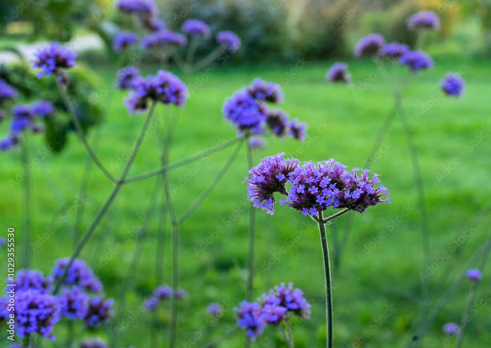 Obraz premium Verbena bonariensis blooms in the summer garden.
