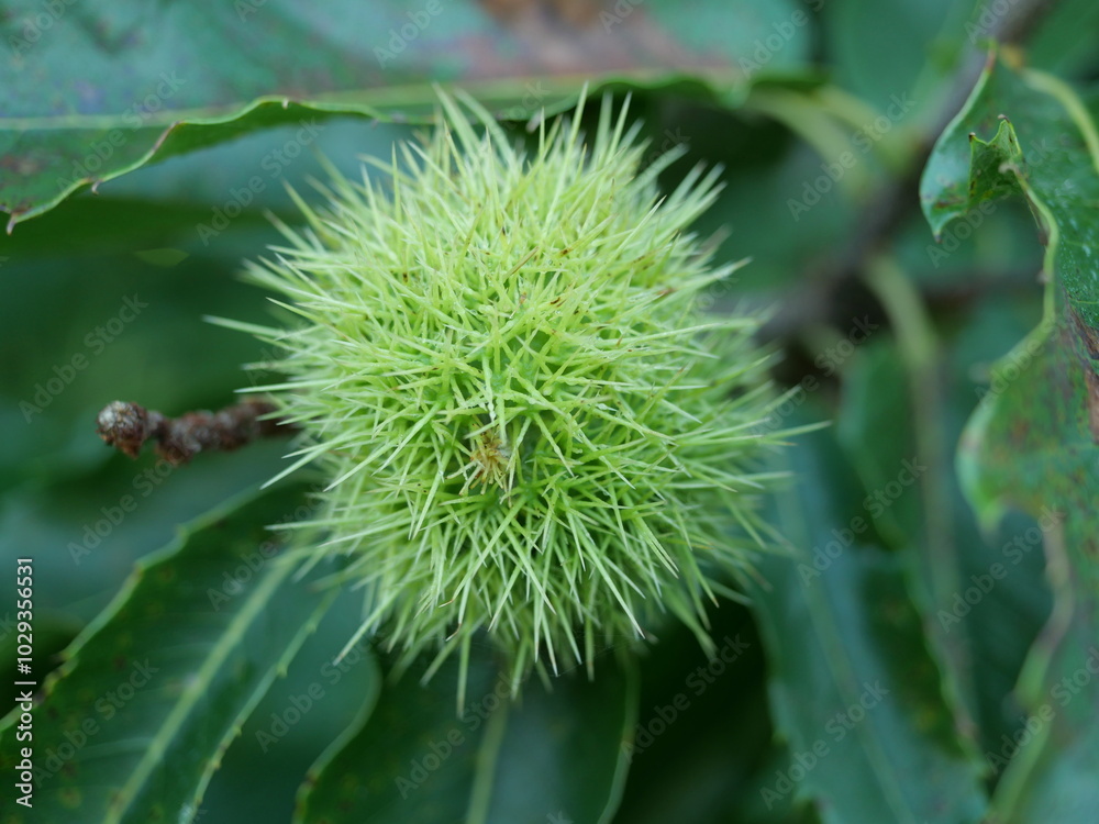 sweet chestnut branches with spiky husks. The vibrant green leaves and brown chestnuts create a harmonious autumn contrast. Ideal for autumnal designs. sweet chestnut branches with spiky husks. The vibrant green leaves and brown chestnuts create a harmonious autumn contrast. Ideal for autumnal designs.