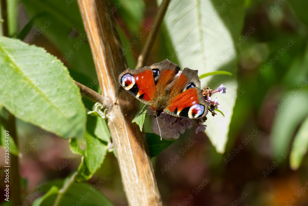 European peacock butterfly (Aglais io) perched on summer lilac in Zurich, Switzerland European peacock butterfly (Aglais io) perched on summer lilac in Zurich, Switzerland
