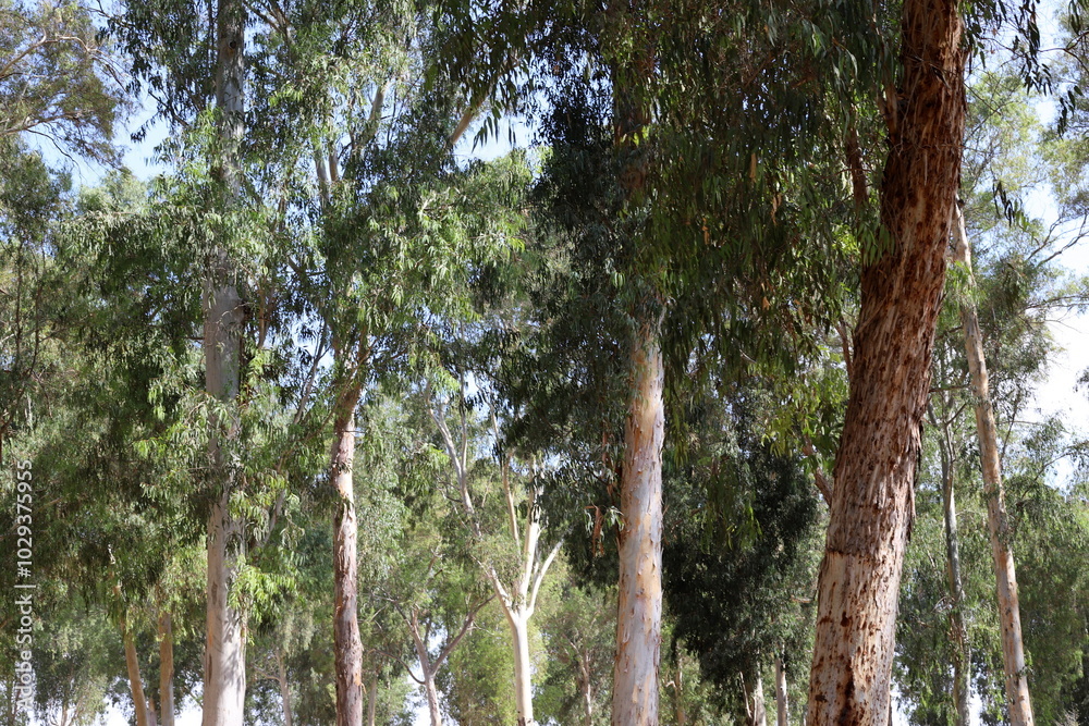 Fototapeta premium Natural background in city park. Abstract nature wallpaper.