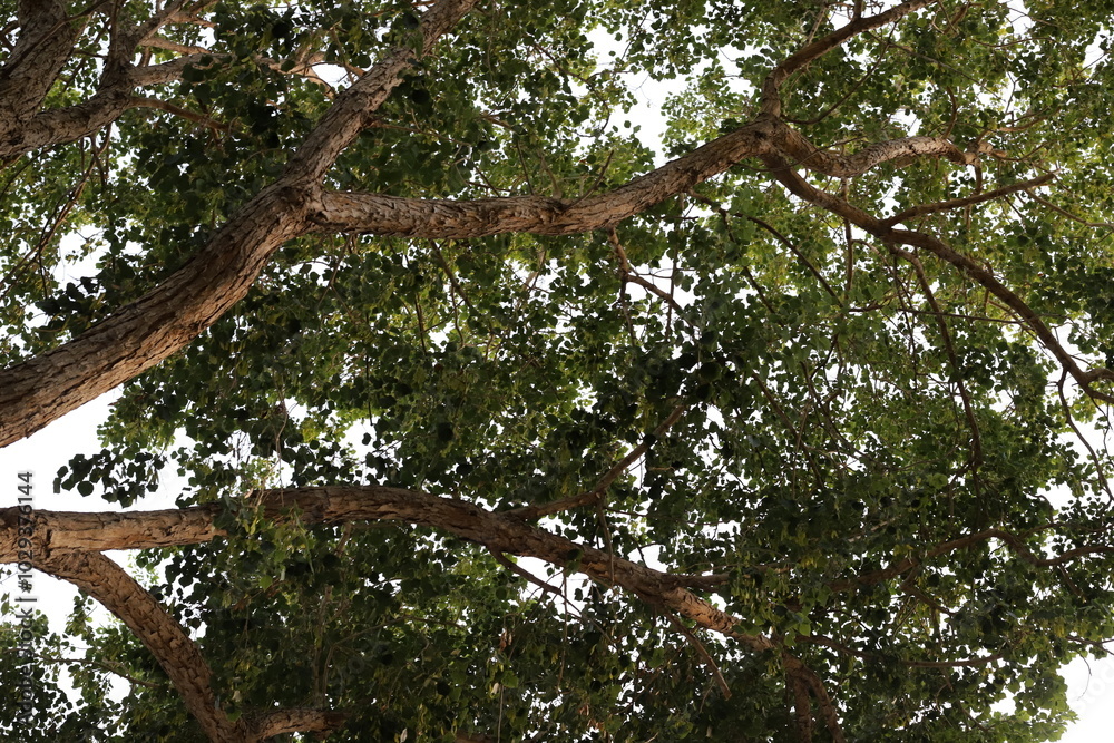 Natural background in city park. Abstract nature wallpaper. Natural background in city park. Abstract nature wallpaper.