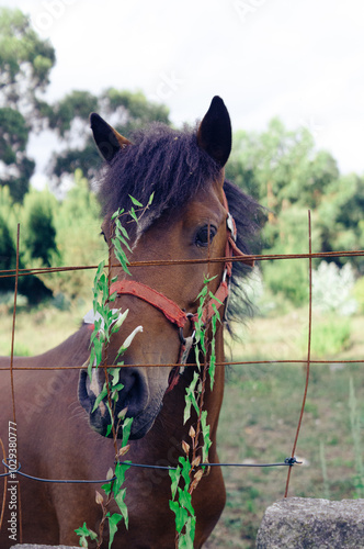 A horse with a vibrant mane peeks through a metal fence.