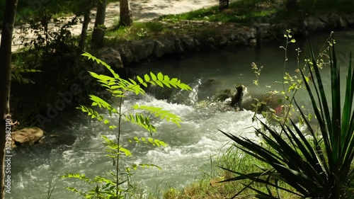 green bush on the bank of a narrow mountain river