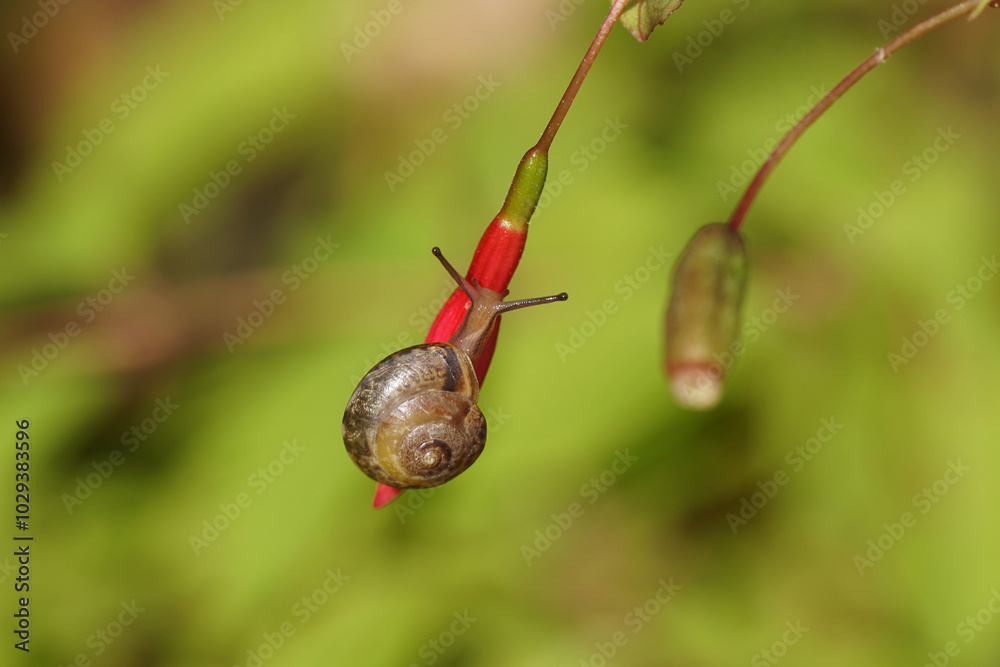 Girdled snail (Hygromia cinctella), family Hygromiidae. Crawling over Fuchsia flower bud. Autumn, October, Netherlands. Girdled snail (Hygromia cinctella), family Hygromiidae. Crawling over Fuchsia flower bud. Autumn, October, Netherlands.