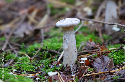  Mönchskopf (INFUNDIBULICYBE GEOTROPA) photo