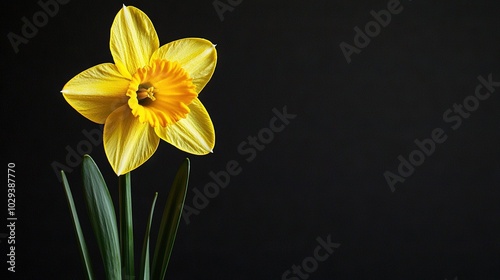  Yellow daffodil in vase on black backdrop with long green stems