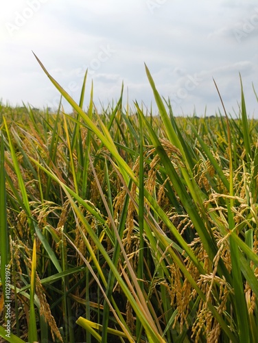 The green rice is ready for harvest