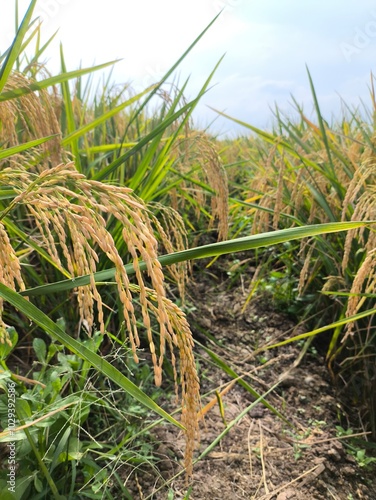 The green rice is ready for harvest