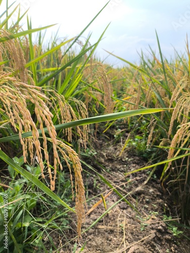The green rice is ready for harvest