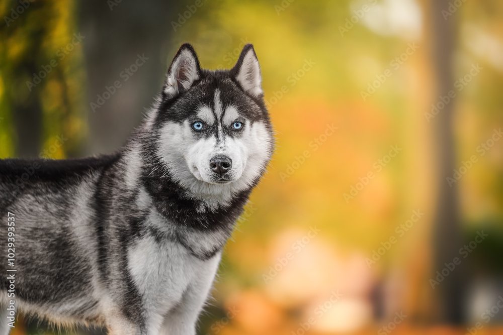 Husky dog enjoying a sunny autumn day in a vibrant park, surrounded by colorful fall foliage Husky dog enjoying a sunny autumn day in a vibrant park, surrounded by colorful fall foliage