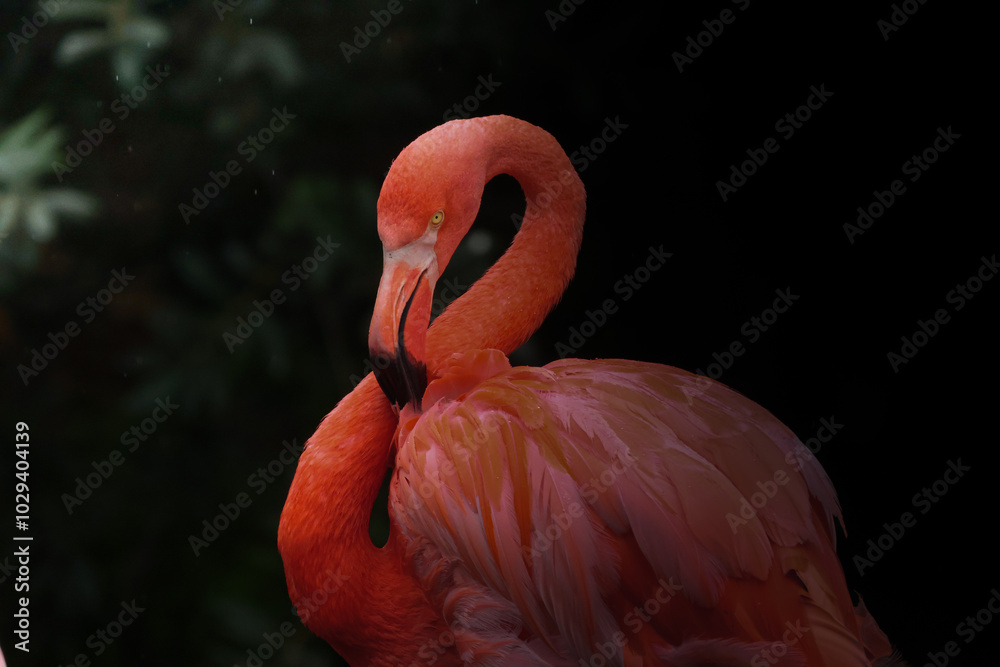 Fototapeta premium close up of a pink flamingo