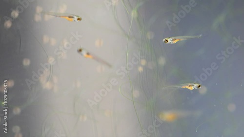 Tiny young fish fry Danio Margaritatus with yellow bellies full of Artemia salina food. Translucent whitebait Microrasbora Galaxy close-up, freshwater aquarium tank.