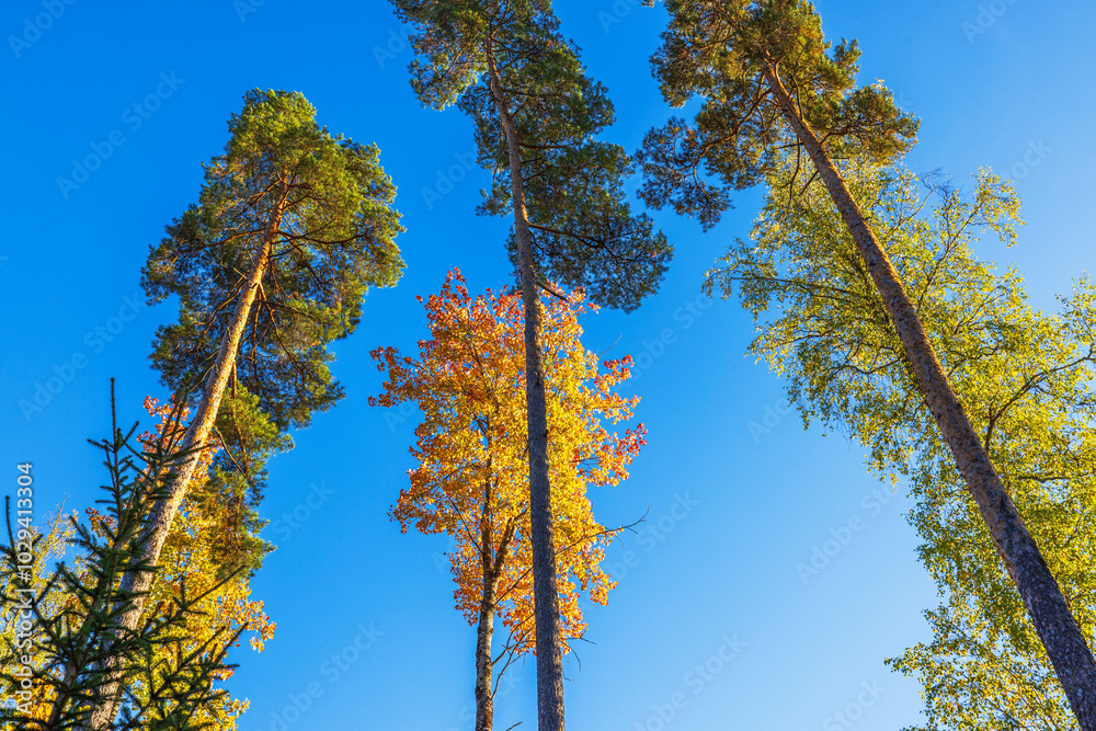 Fototapeta premium Tall pine trees and maple tree with autumn foliage against bright blue sky in forest scene. Sweden.