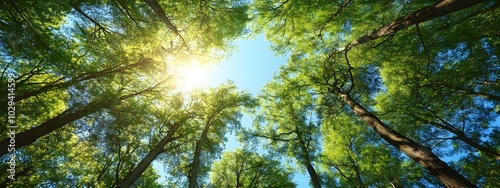 A wide-angle view of the canopy above, showcasing tall trees with lush green leaves against a clear blue sky