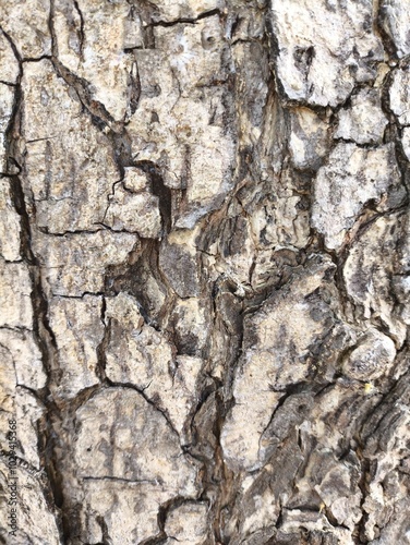 bark of a tree tekture