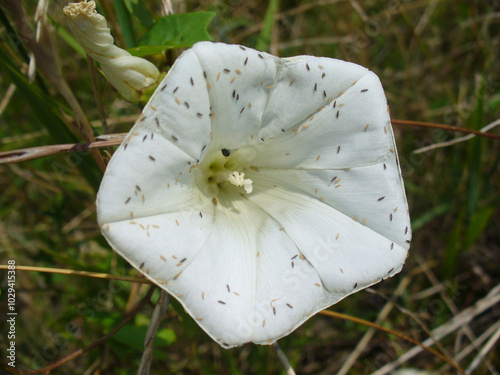 Field white flower Bugle vine, Hedge bindweed, Calystegia sepium with insects in meadow - close-up shot. Topics: blooming, botany, beauty of nature, macro, ecology, natural environment, flora, fauna