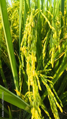 The green rice is ready for harvest