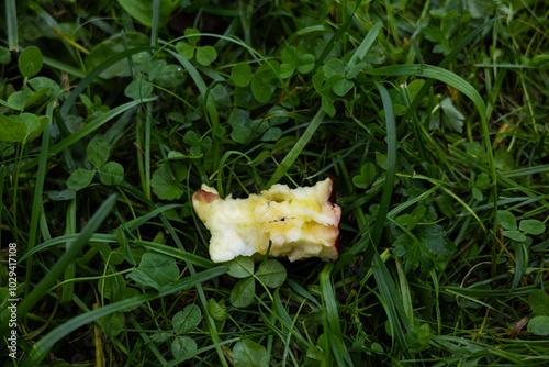 Apple core thrown on green grass