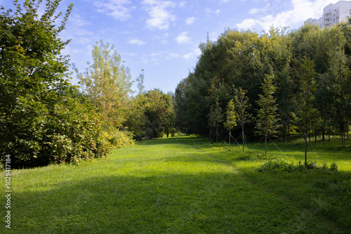 Beautiful green lawn in the park