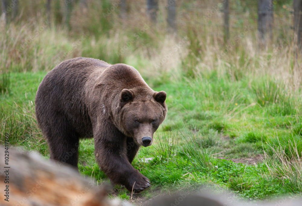 Big brown bear Ursus Arctos walking habitat in the environment, Wild Ireland Big brown bear Ursus Arctos walking habitat in the environment, Wild Ireland